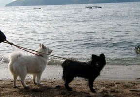 �C�����Ă���}�b�N���񁕃��L�����