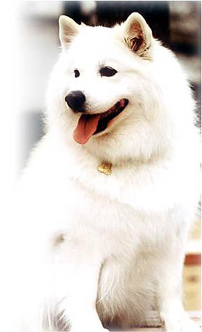 �J���V�A�����