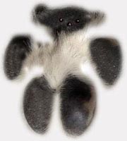 ���[�f�B�[�v�j